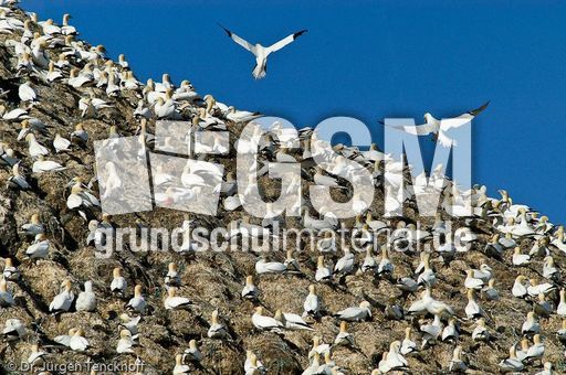 Basstölpel (11 von 24).jpg